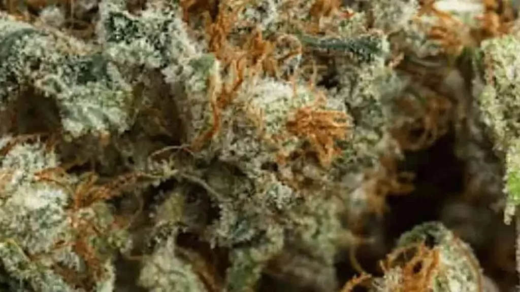 Closeup of a marijuana flower