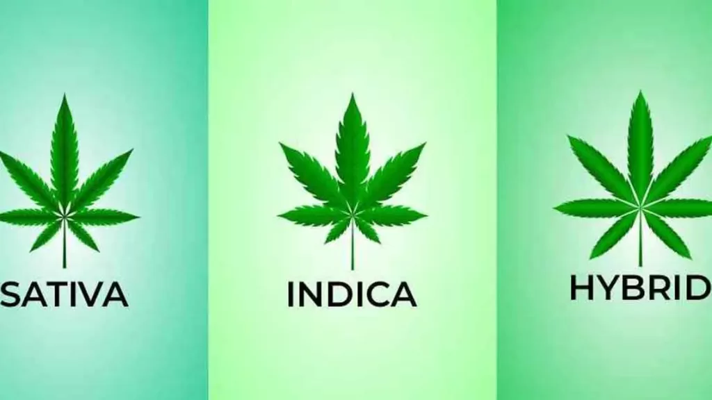 Sativa, Indica, Hybrid leaves illustration