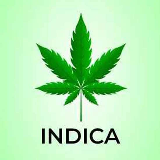 Illustration of Indica leaf