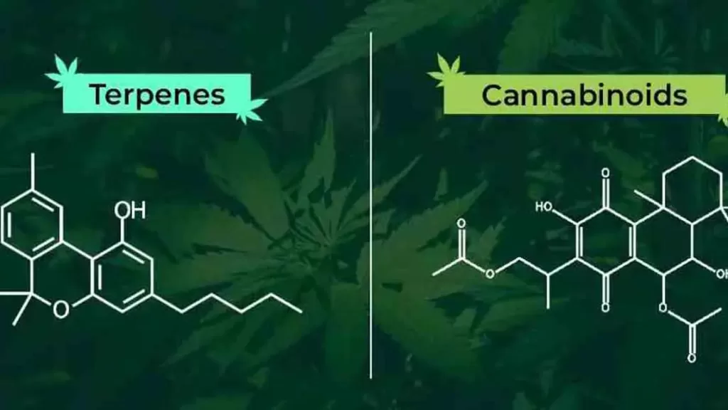 Chemical composition of Terpenes and Cannabinoids