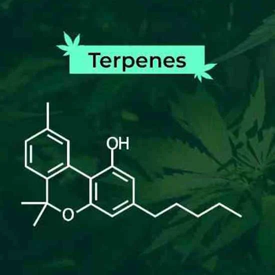 Chemical structure of Terpenes