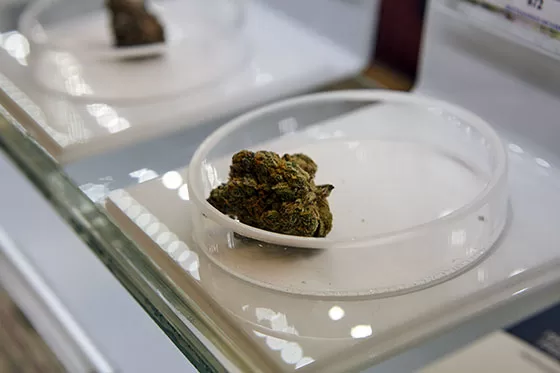 Cannabis buds in a dispensary, lying in an open container.