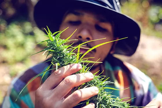 Cannabis farmer wearing a hat, working in the field smelling aromatic marijuana plant.