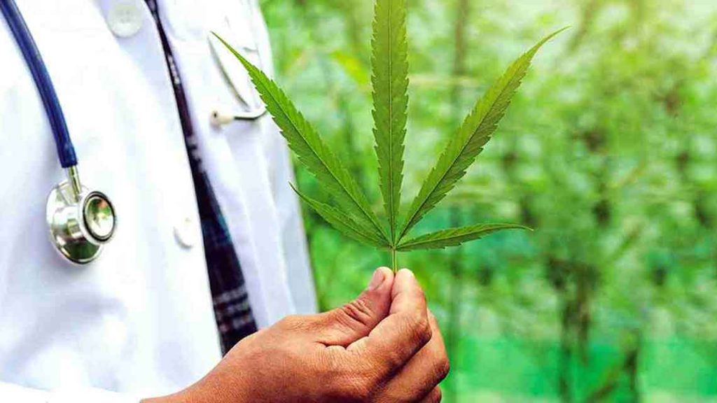 Person in white coat holding a large cannabis leaf