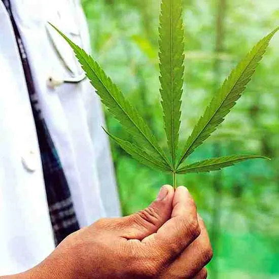 Doctor holding a large marijuana leaf.