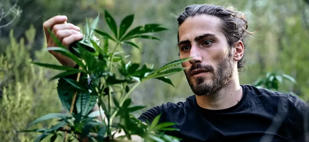 Young man observing a marijuana plant growing in the wild