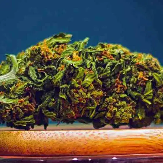Closeup of a colorful marijuana bud