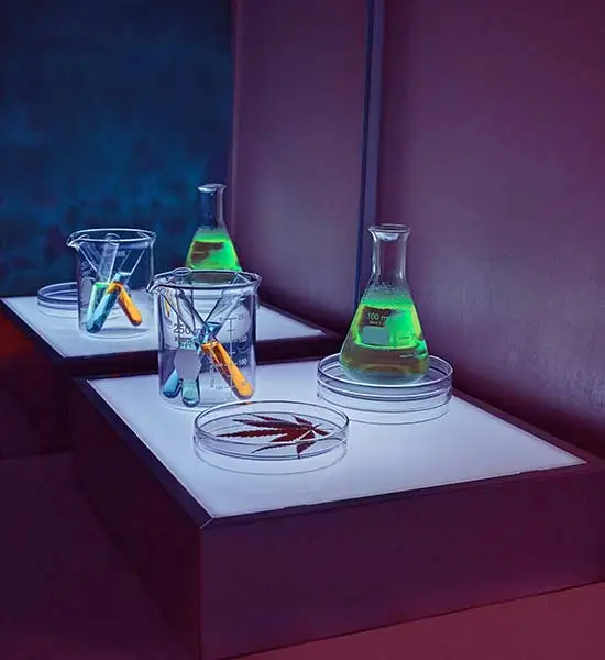 Illustration of test tubes and beakers, with a cannabis leaf in one of the trays.