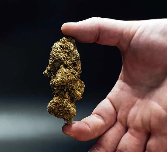 A fresh cannabis flower held between a thumb and forefinger, against a blurred background.