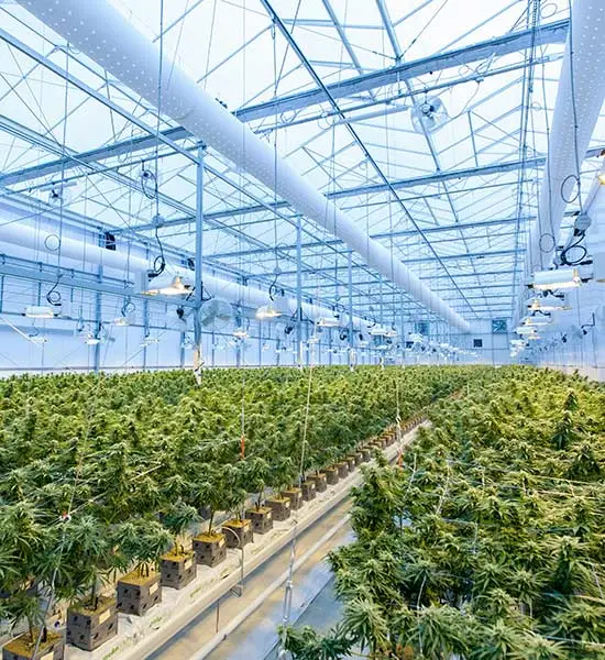 Cannabis plants growing under artificial conditions in a large warehouse or greenhouse.