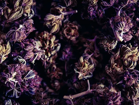 Closeup of purple marijuana flower, dried