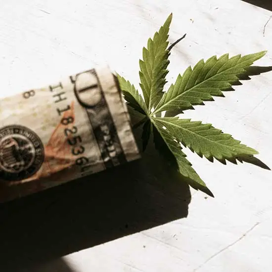 Dollar bill wrapped around a cannabis leaf