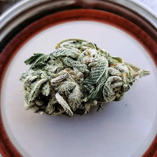A healthy and neat cannabis flower in a saucer