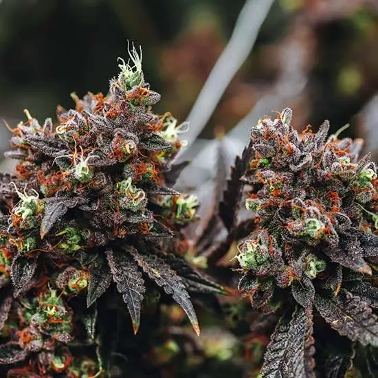 Healthy cannabis flower on plants
