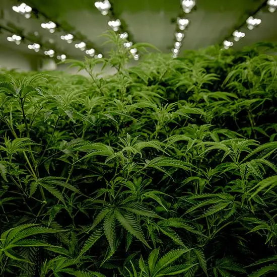 Cannabis plants being grown under artificial conditions