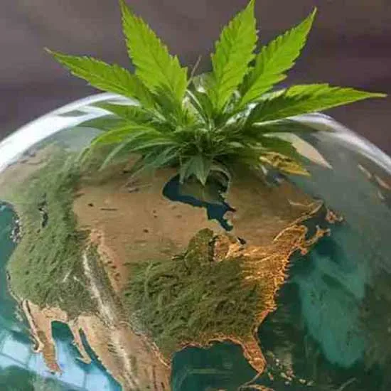 Creative image of a globe with cannabis leaves on the top