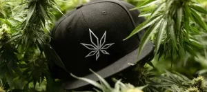 Black cap with embroidered cannabis leaf, amidst cannabis plants.