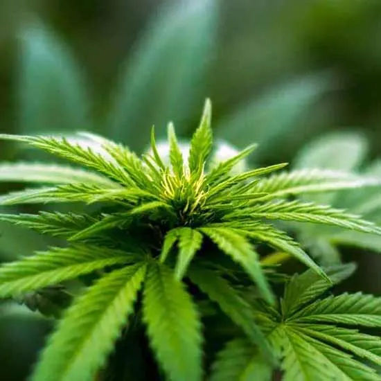 Bright green cannabis plant
