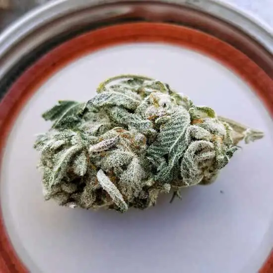 Closeup of a marijuana flower in a white saucer