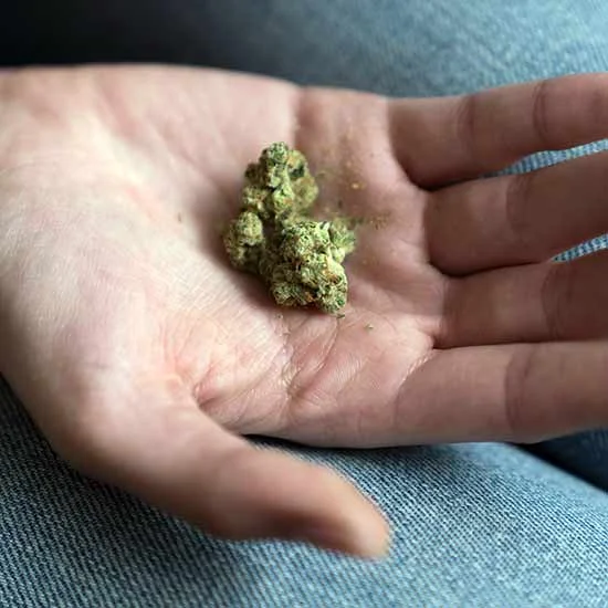 Cannabis flower in the palm of a hand