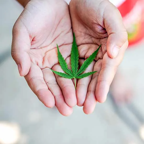 Cannabis leaf in the palm of cupped hands