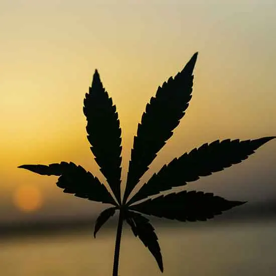 Silhouette of a marijuana leaf against a sunset