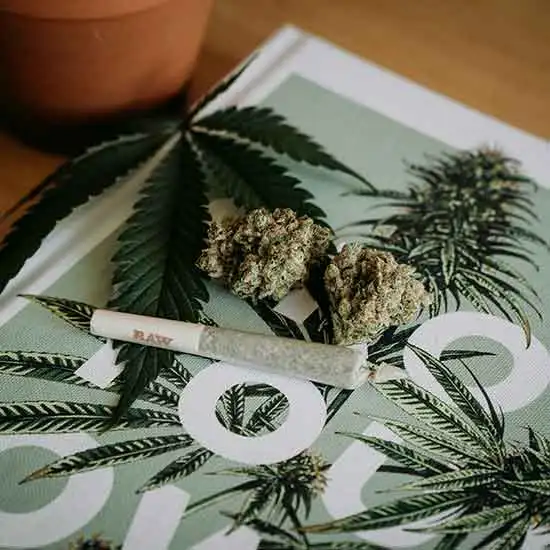 Cannabis leaves, flower and a blunt