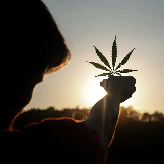 A cannabis leaf held against the setting sun