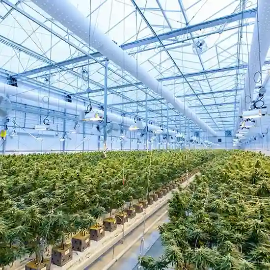 Cannabis Industry growing very fast